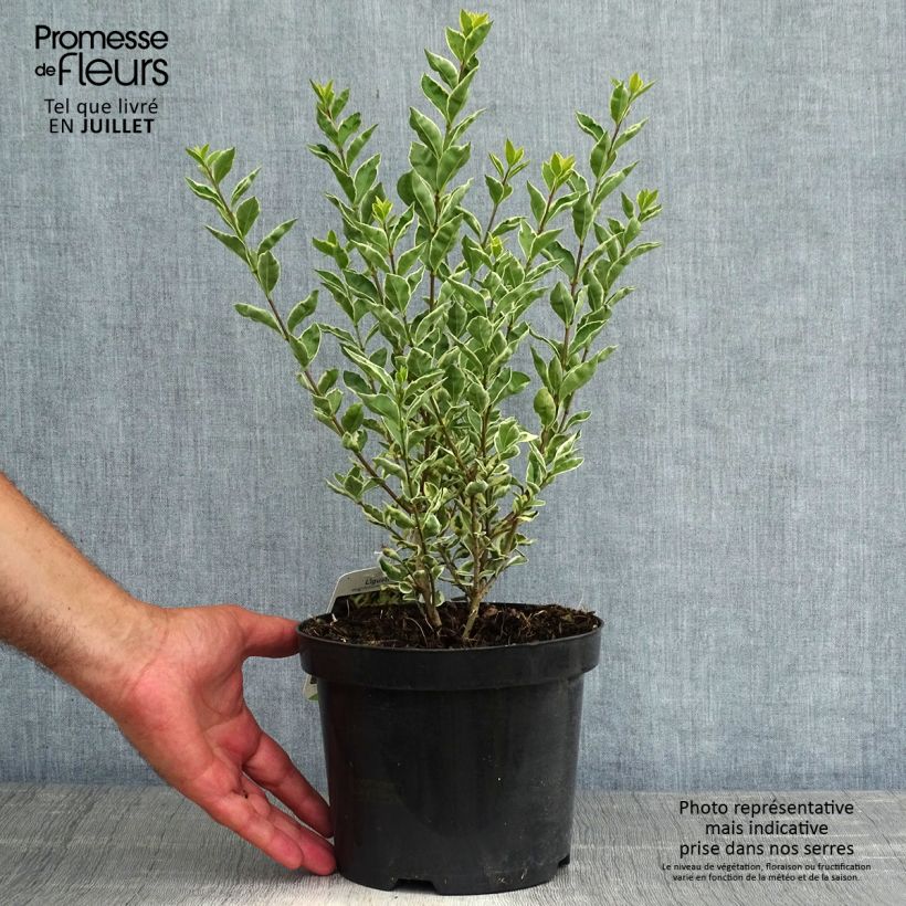 Esemplare di Ligustrum ovalifolium Argenteum - Ligustro a foglie ovali Vaso da 2L/3L consegnato in estate
