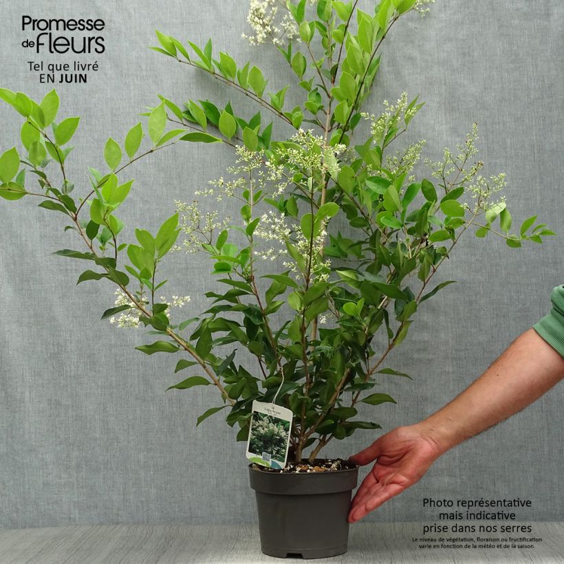 Esemplare di Ligustrum lucidum - Ligustro lucido Vaso da 2L/3L consegnato in estate