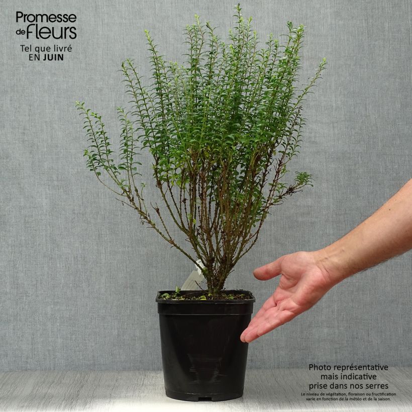 Esemplare di Ligustrum sinense Eugene Clive - Ligustro cinese Vaso da 4L/5L consegnato in estate