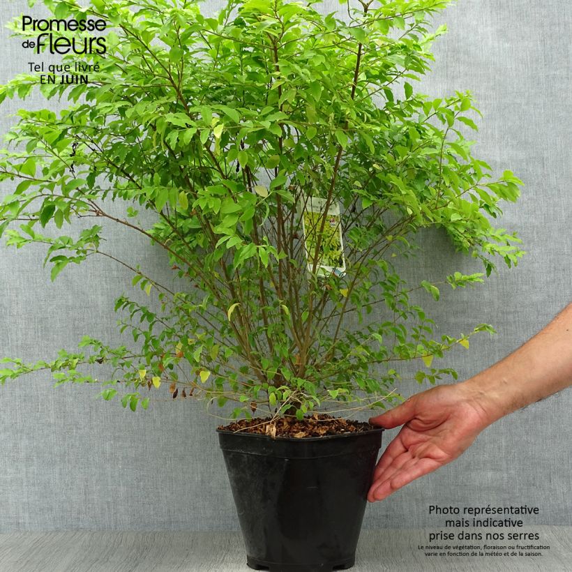 Esemplare di Ligustrum sinense Sunshine - Ligustro cinese Vaso da 4L/5L consegnato in estate
