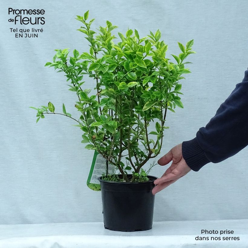 Esemplare di Ligustrum ovalifolium Aureum - Ligustro a foglie ovali Vaso da 2L/3L consegnato in estate