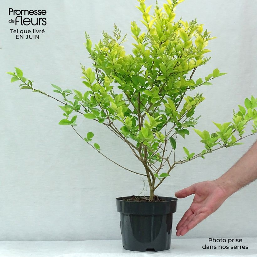 Esemplare di Ligustrum vicaryi - Ligustro Vaso da 2L/3L consegnato in estate