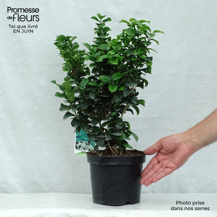 Esemplare di Ligustrum japonicum Rotundifolium - Ligustro giapponese Vaso da 2L/3L consegnato in estate