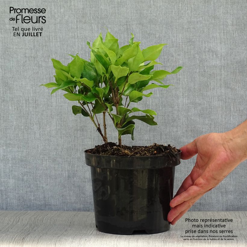Esemplare di Ligustrum japonicum Texanum - Ligustro giapponese Vaso da 2L/3L consegnato in estate