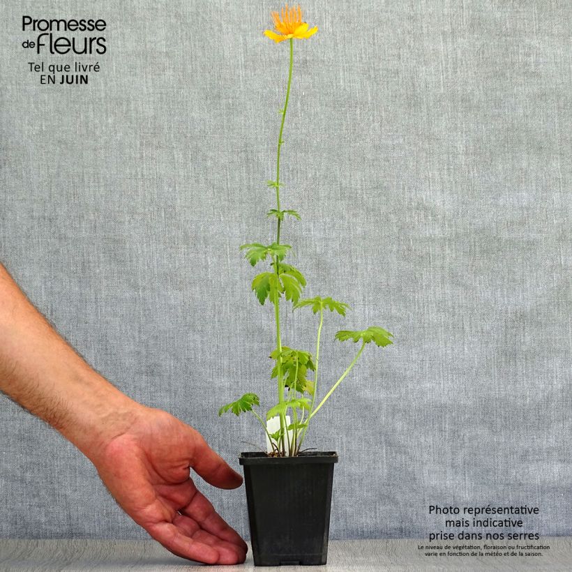 Esemplare di Trollius chinensis Golden Queen Vasetto da 8/9 cm consegnato in estate