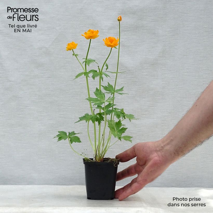 Trollius asiaticus - Trolle d'Asie Godet de 9cm esemplare consegnato in primavera
