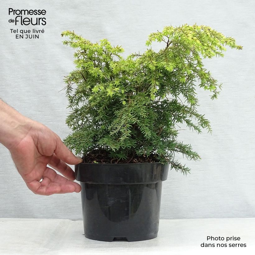 Esemplare di Tsuga canadensis Jeddeloh Vaso da 2L/3L consegnato in estate