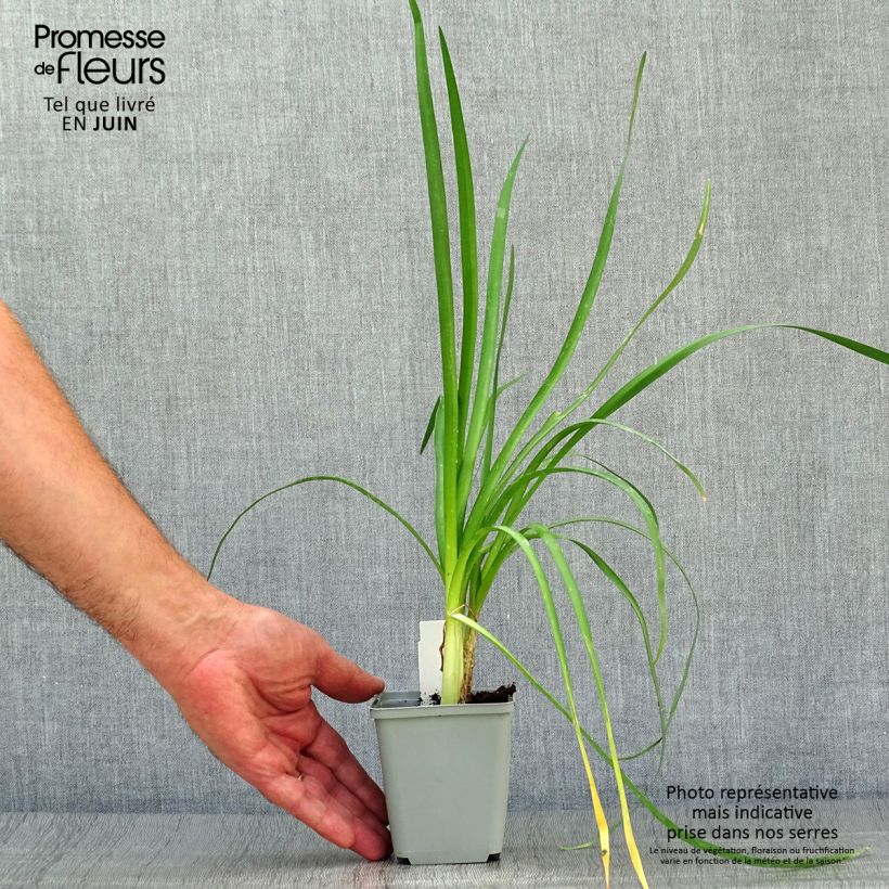 Esemplare di Tulbaghia violacea var. maritima simmleri Himba Vasetto da 7/8 cm consegnato in estate
