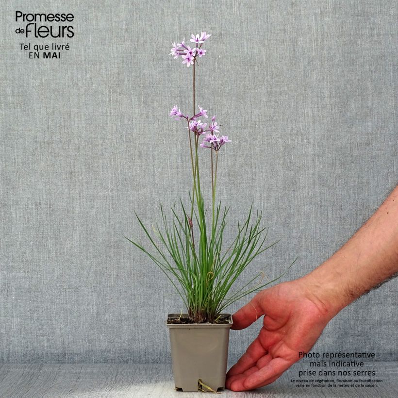 Tulbaghia violacea Purple Eye Vasetto da 8/9 cm esemplare consegnato in primavera