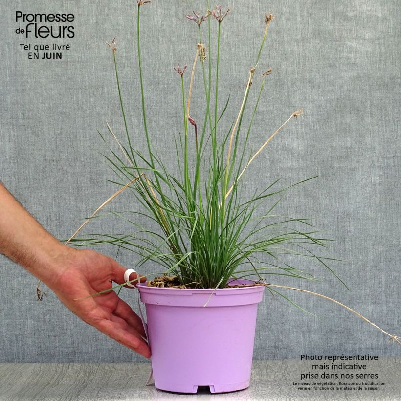Esemplare di Tulbaghia violacea Purple Eye Vaso da 2L/3L consegnato in estate
