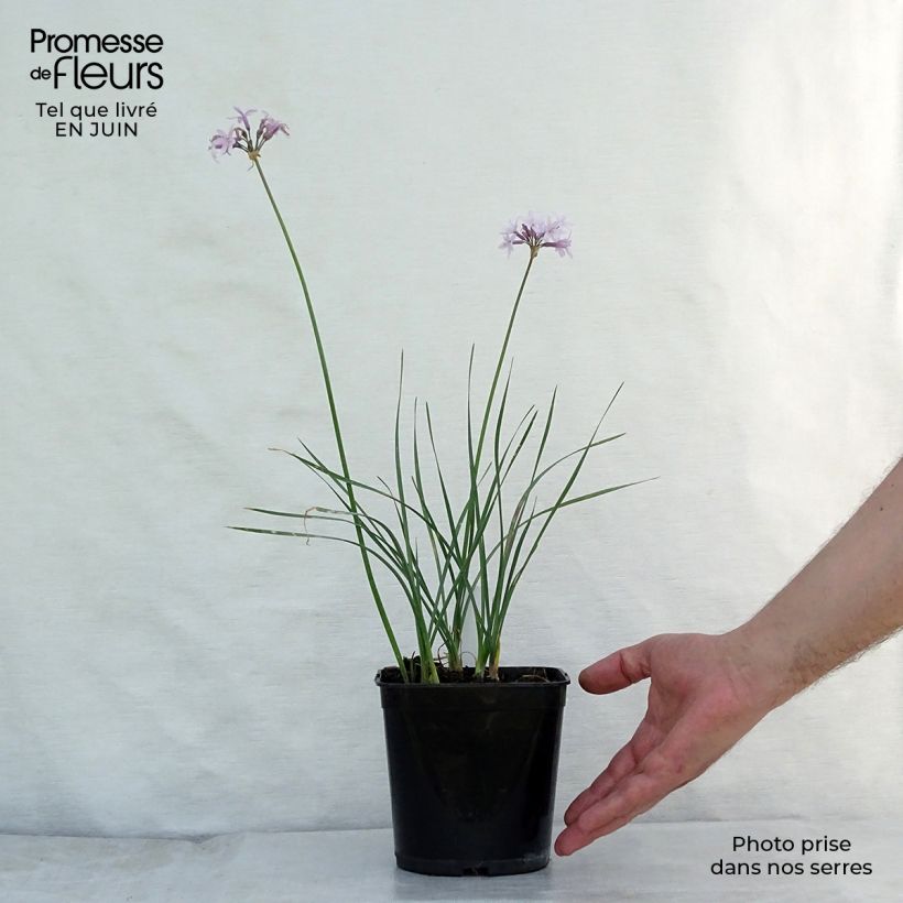 Esemplare di Tulbaghia violacea Ashanti Vasetto da 8/9 cm consegnato in estate