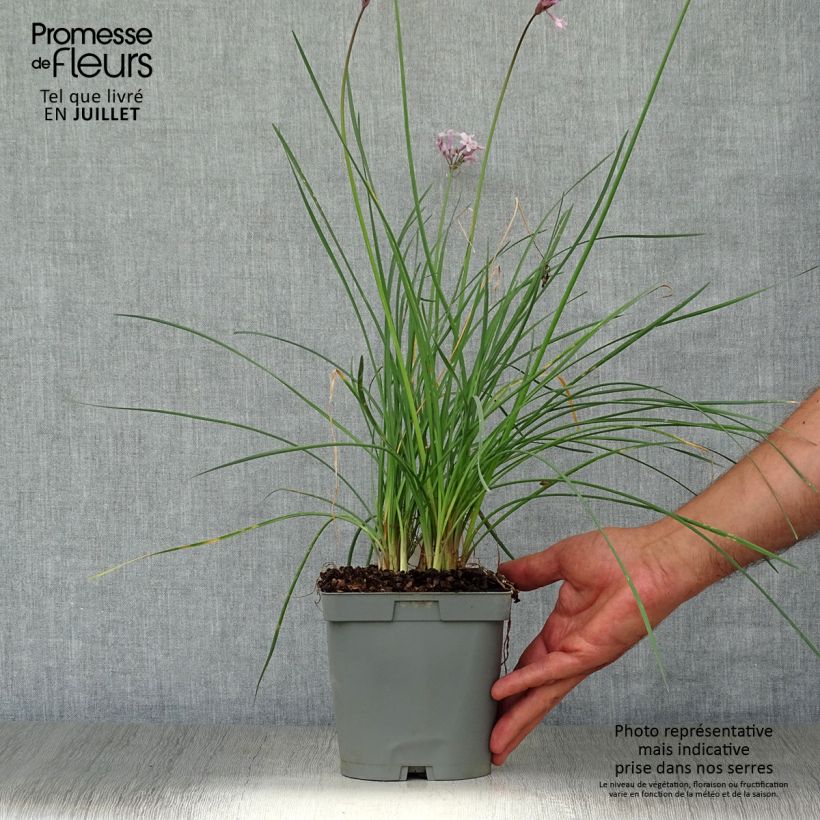 Esemplare di Tulbaghia violacea Ashanti Vaso da 2L/3L consegnato in estate