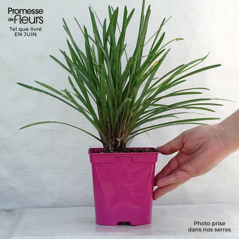 Esemplare di Tulbaghia violacea KIlimanjaro Vaso da 2L/3L consegnato in estate
