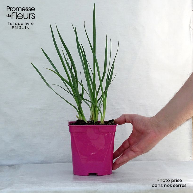 Esemplare di Tulbaghia violacea Pearl Vaso da 2L/3L consegnato in estate