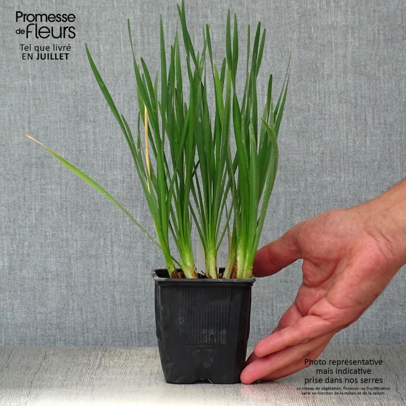 Esemplare di Tulbaghia violacea Pearl Vasetto da 8/9 cm consegnato in estate