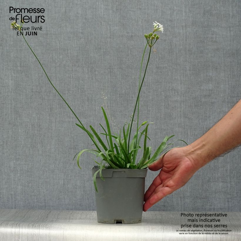 Esemplare di Tulbaghia violacea var. maritima Savannah Lightning Vaso da 2L/3L consegnato in estate