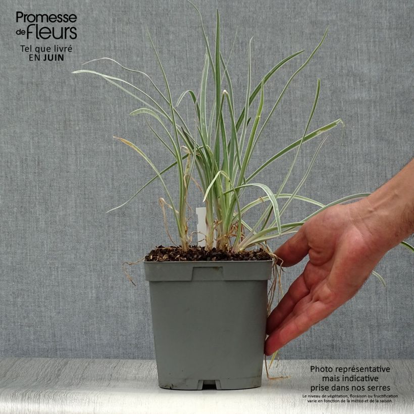 Esemplare di Tulbaghia violacea Silver Lace Vaso da 2L/3L taglia I consegnato in estate