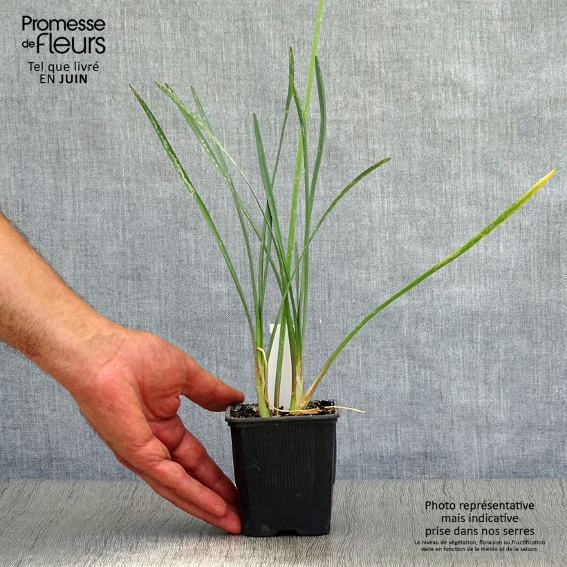 Esemplare di Tulbaghia violacea Vasetto da 8/9 cm consegnato in estate
