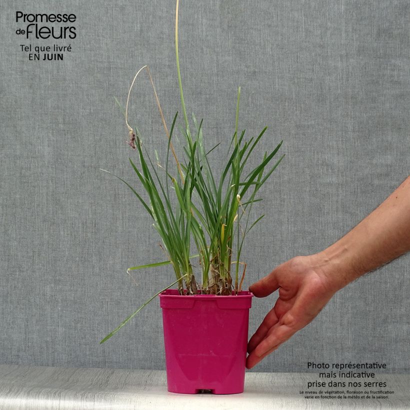 Esemplare di Tulbaghia violacea Vaso da 2L/3L consegnato in estate