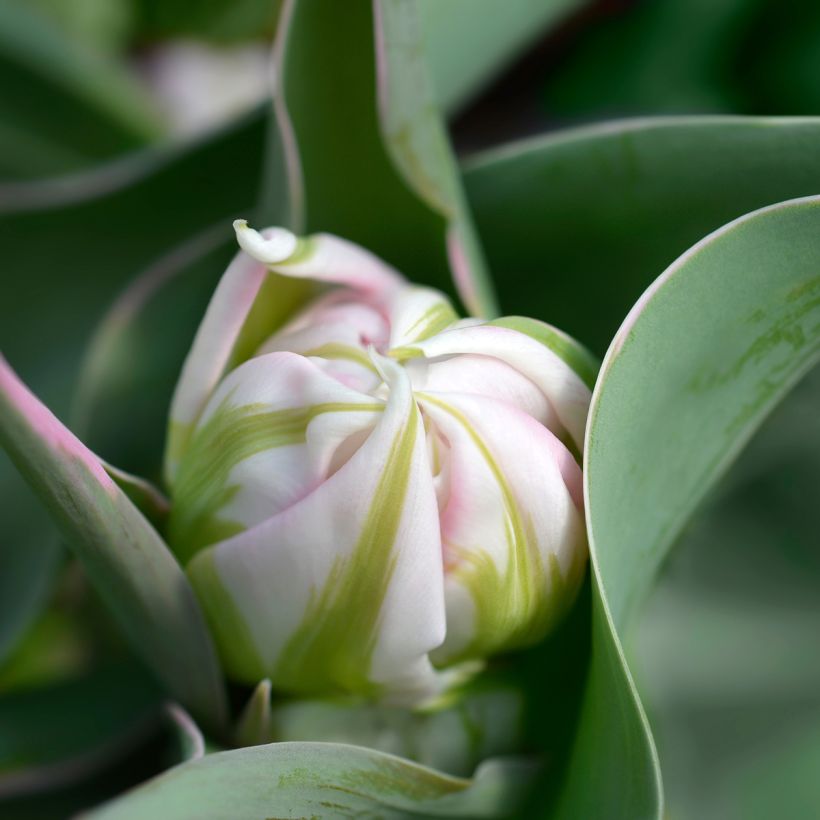 Tulipano Flashpoint (Fioritura)
