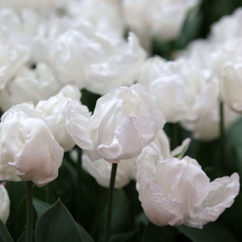 Tulipano Trionfo Rejoyce (Fioritura)