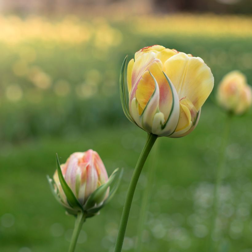 Tulipano Viridiflora Golden Artist (Fioritura)