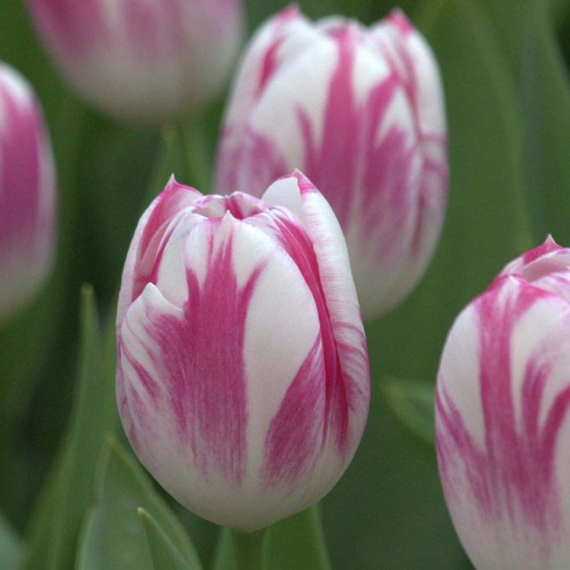 Tulipano Trionfo Caramba (Fioritura)