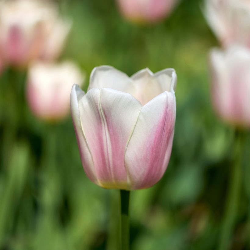 Tulipano Darwin Royal Pride (Fioritura)