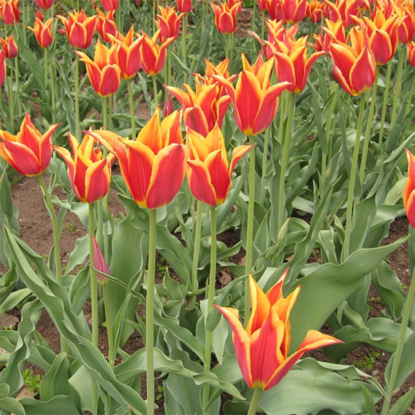 Tulipano Giglio Synaeda King (Fioritura)