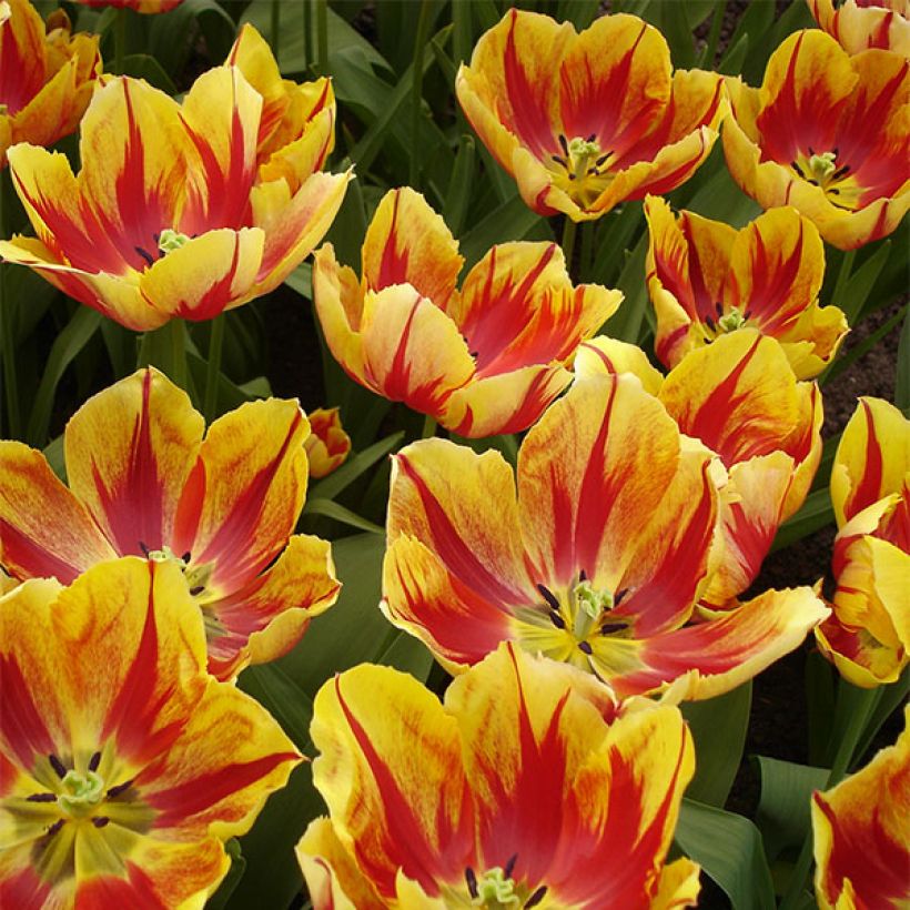 Tulipano Trionfo Augusta Taurinorum (Fioritura)
