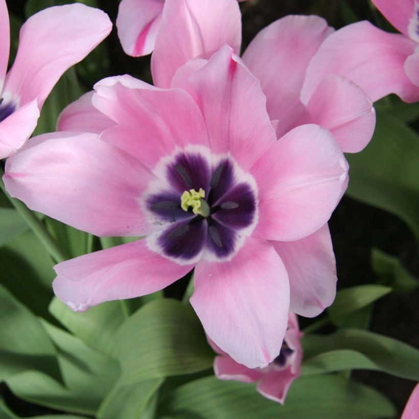 Tulipano Trionfo Capri Rose (Fioritura)
