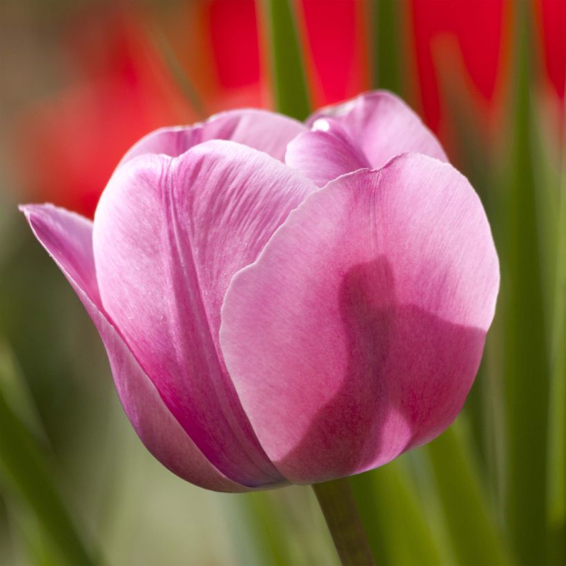 Tulipano Trionfo Dreaming Maid (Fioritura)