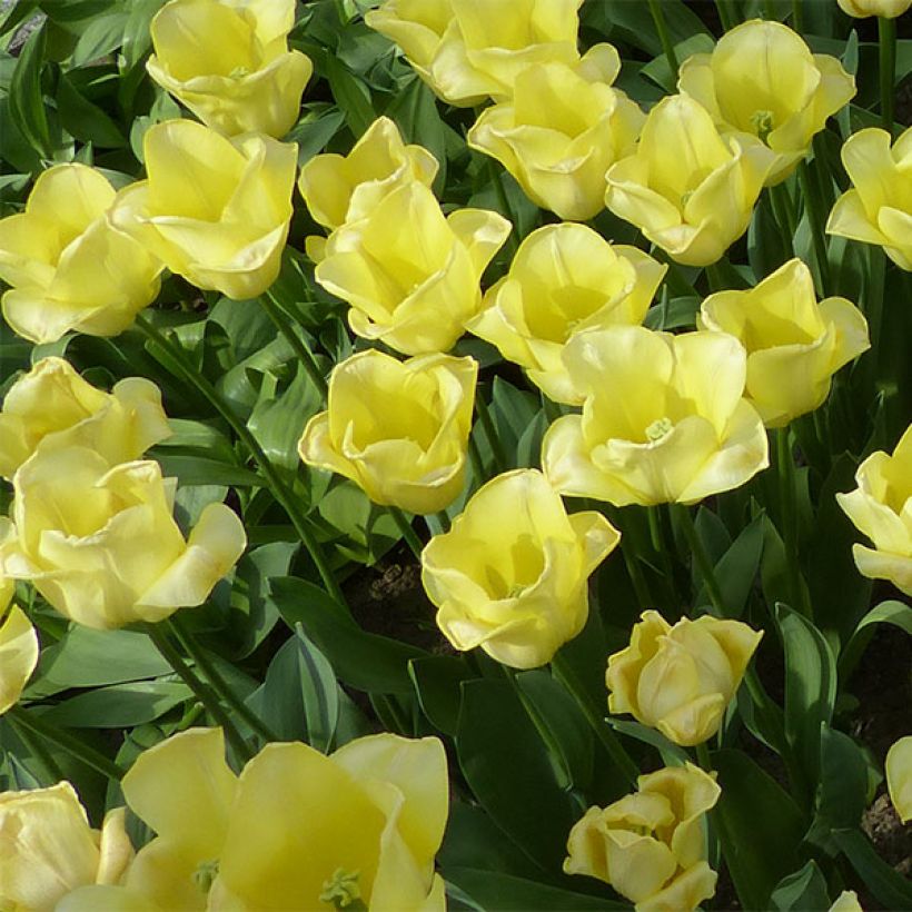 Tulipano Trionfo World Friendship (Fioritura)