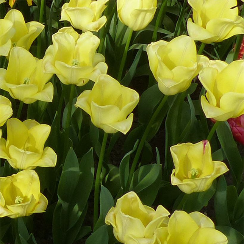 Tulipano Trionfo World Friendship (Porto)