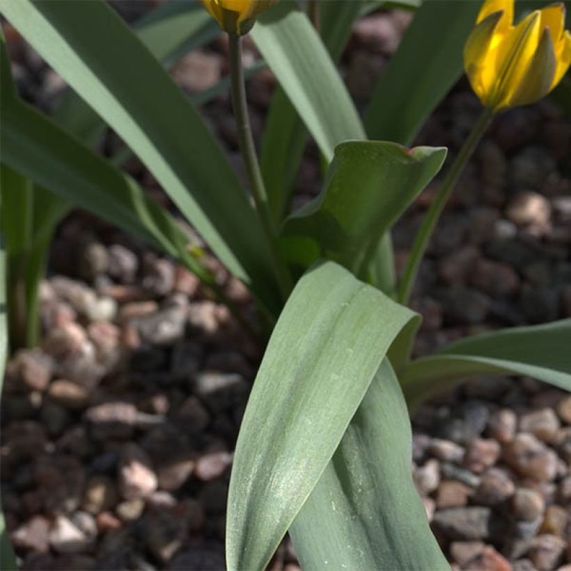 Tulipano neustruevae - Tulipano botanico (Fogliame)