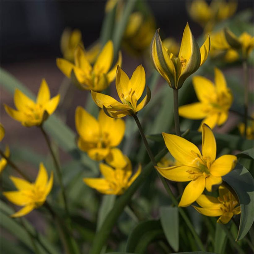 Tulipano neustruevae - Tulipano botanico (Fioritura)
