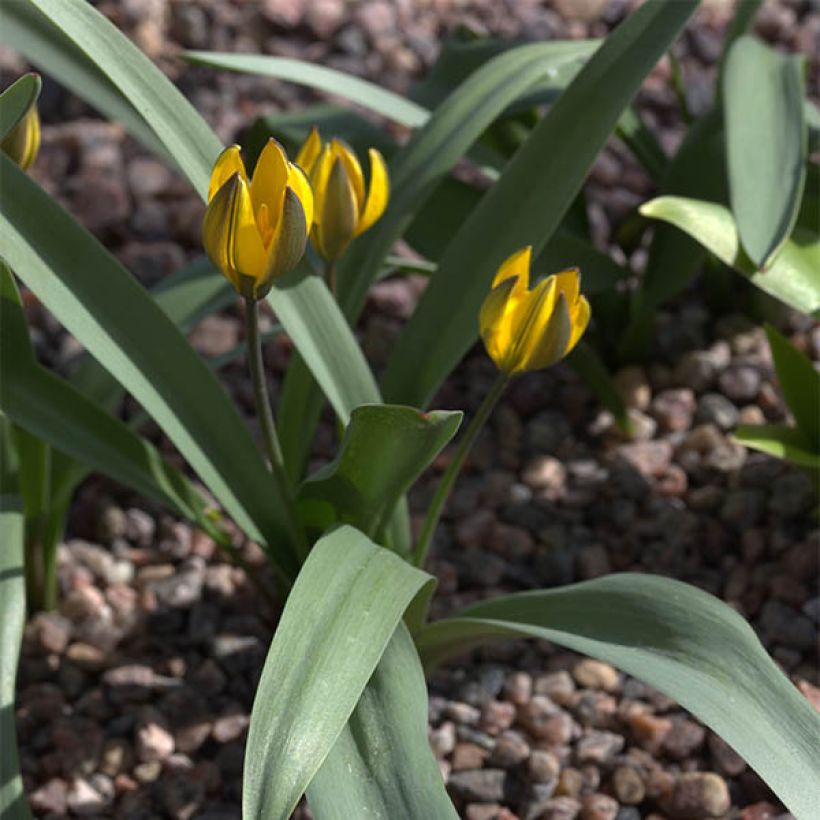 Tulipano neustruevae - Tulipano botanico (Porto)