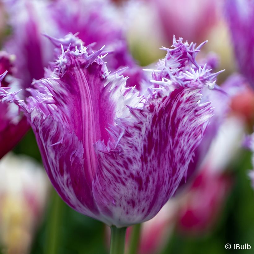 Tulipano sfrangiato Purple Circus (Fioritura)