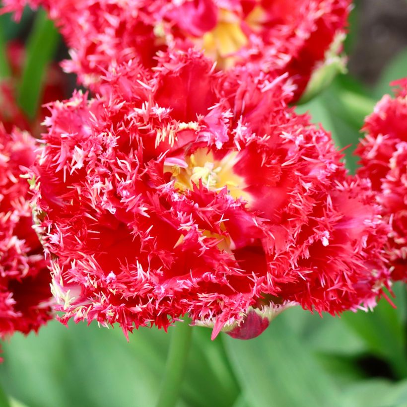 Tulipano sfrangiato Qatar (Fioritura)