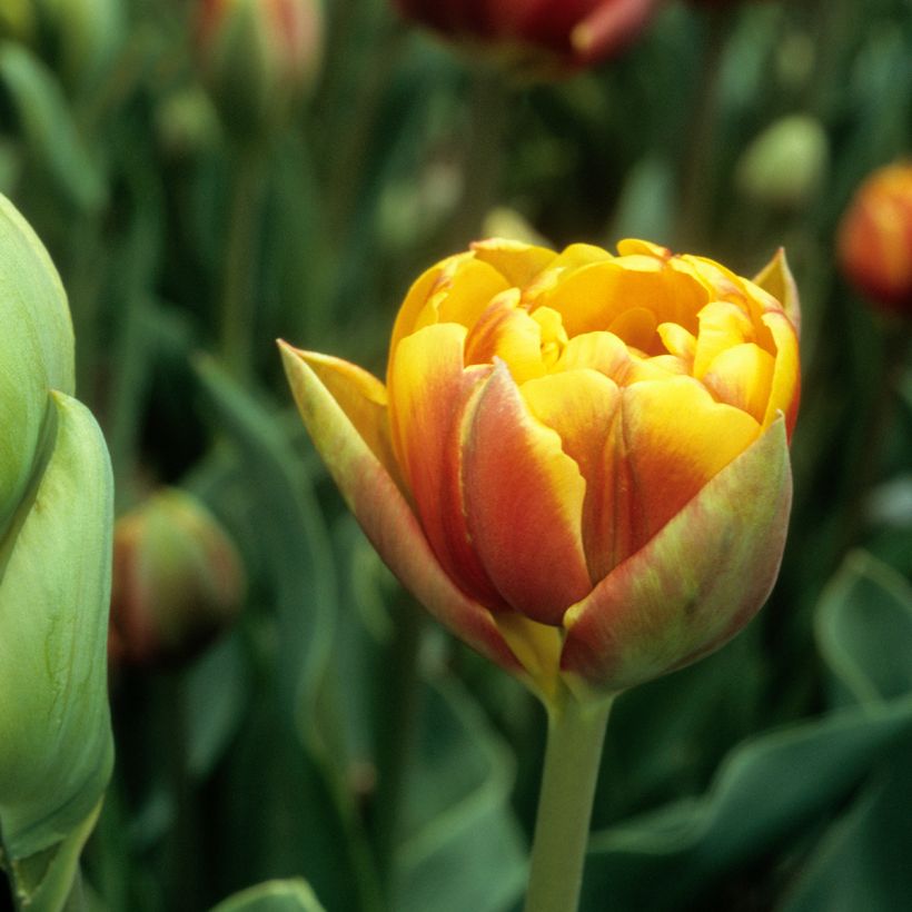 Tulipano Doppio Tardivoe Bonanza (Fioritura)