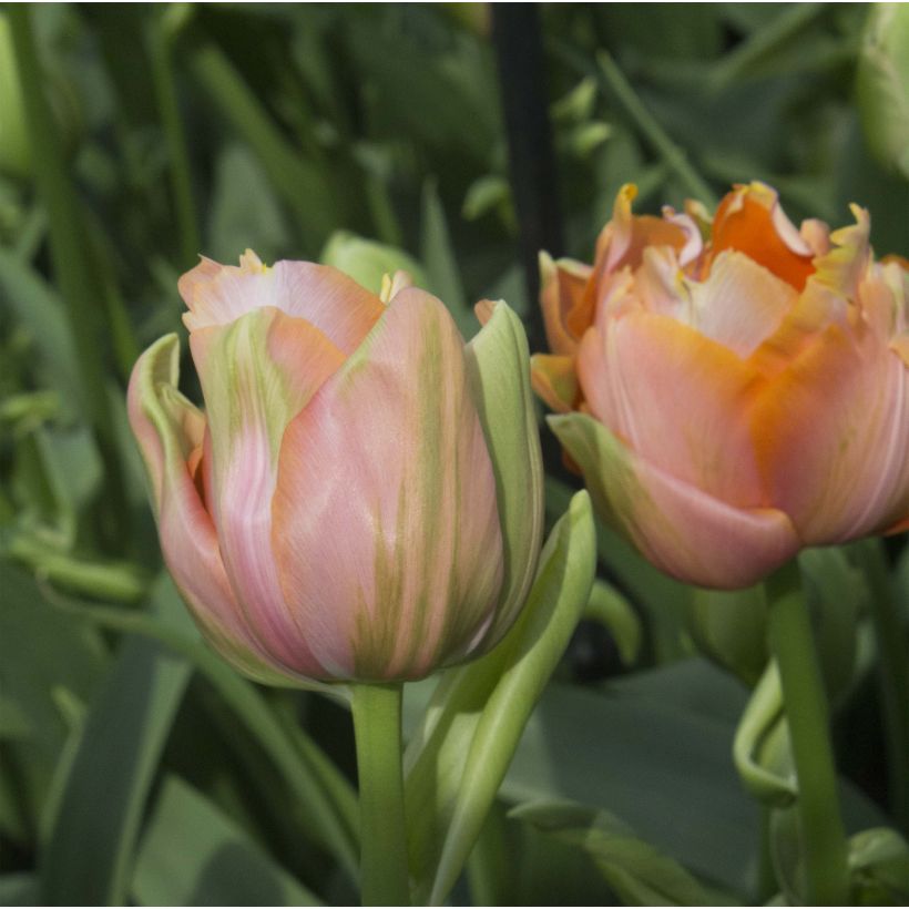 Tulipano Menton Unique (Fioritura)