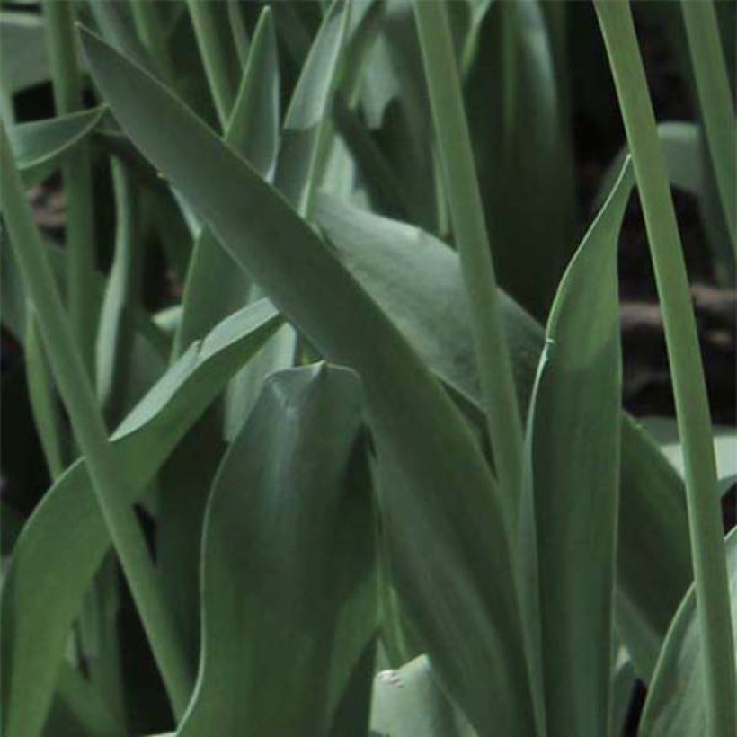 Tulipano Nizza (Fogliame)