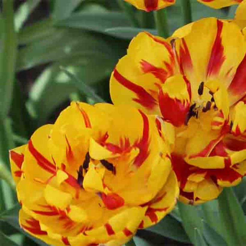 Tulipano Nizza (Fioritura)