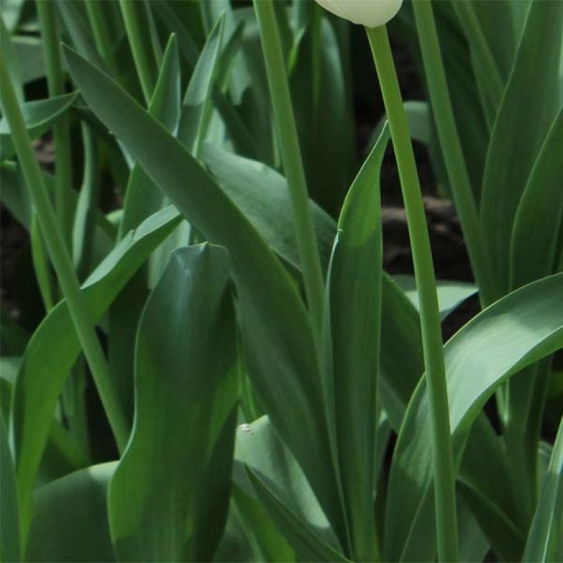 Tulipano Pop Up Purple (Fogliame)