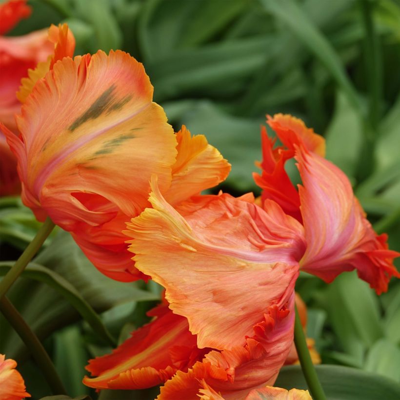 Tulipano Pappagallo Avignon Parrot (Fioritura)