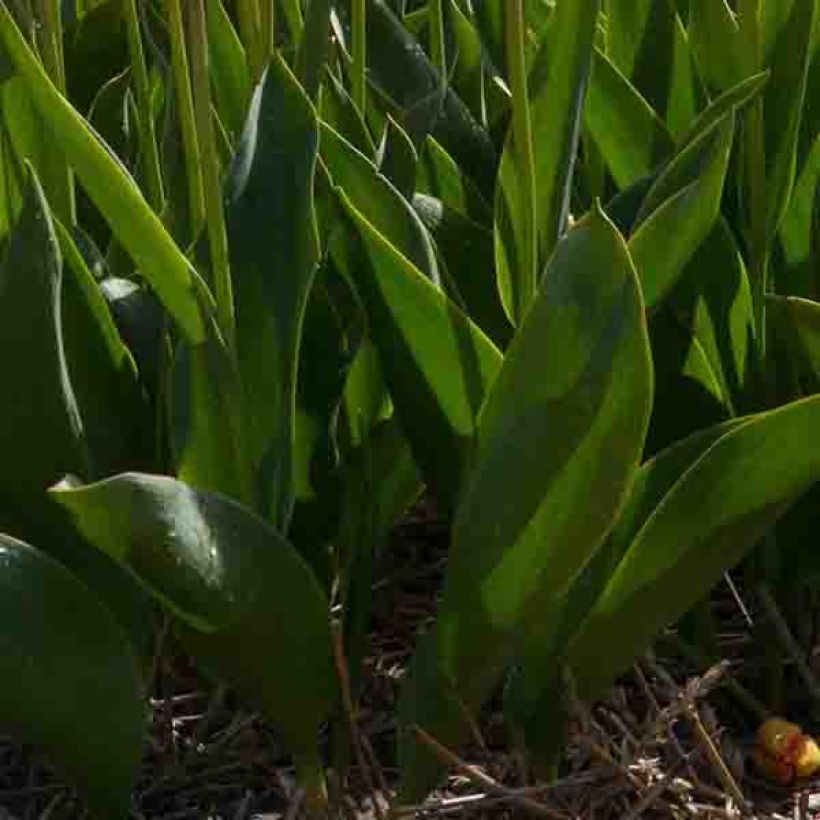 Tulipano Christmas Marvel (Fogliame)