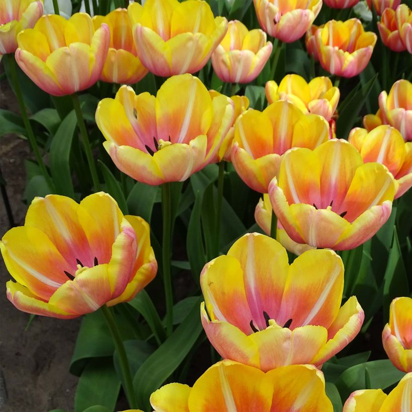 Tulipano Yellow Jumbo Beauty (Fioritura)