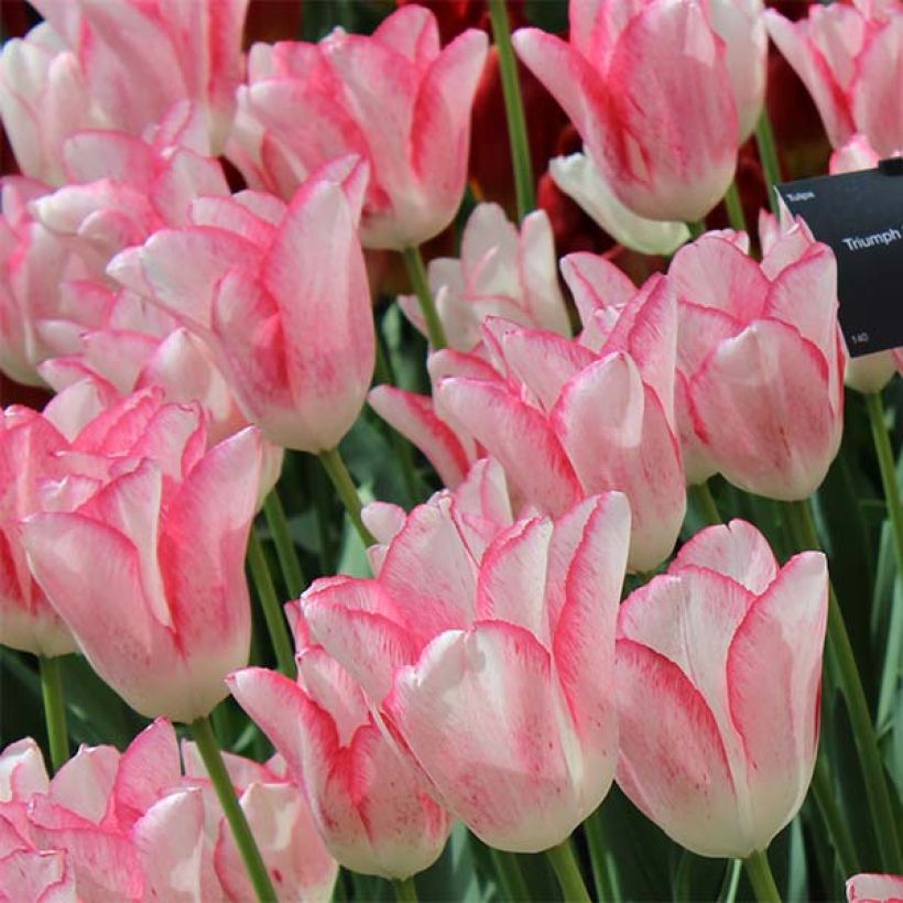 Tulipano Trionfo Beauty Trend (Fioritura)