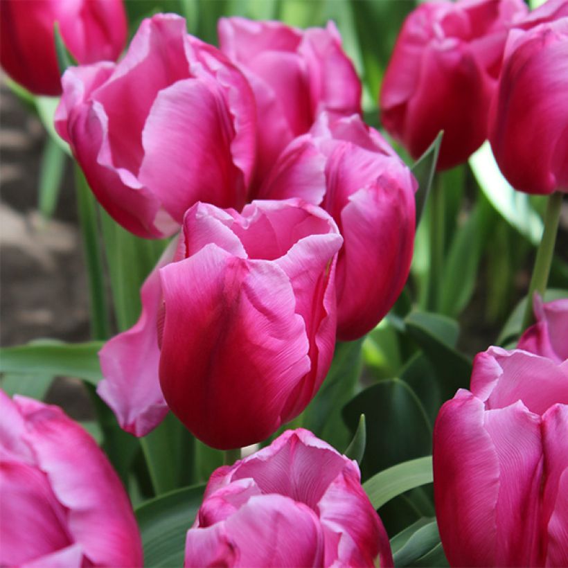 Tulipano Trionfo In Love (Fioritura)