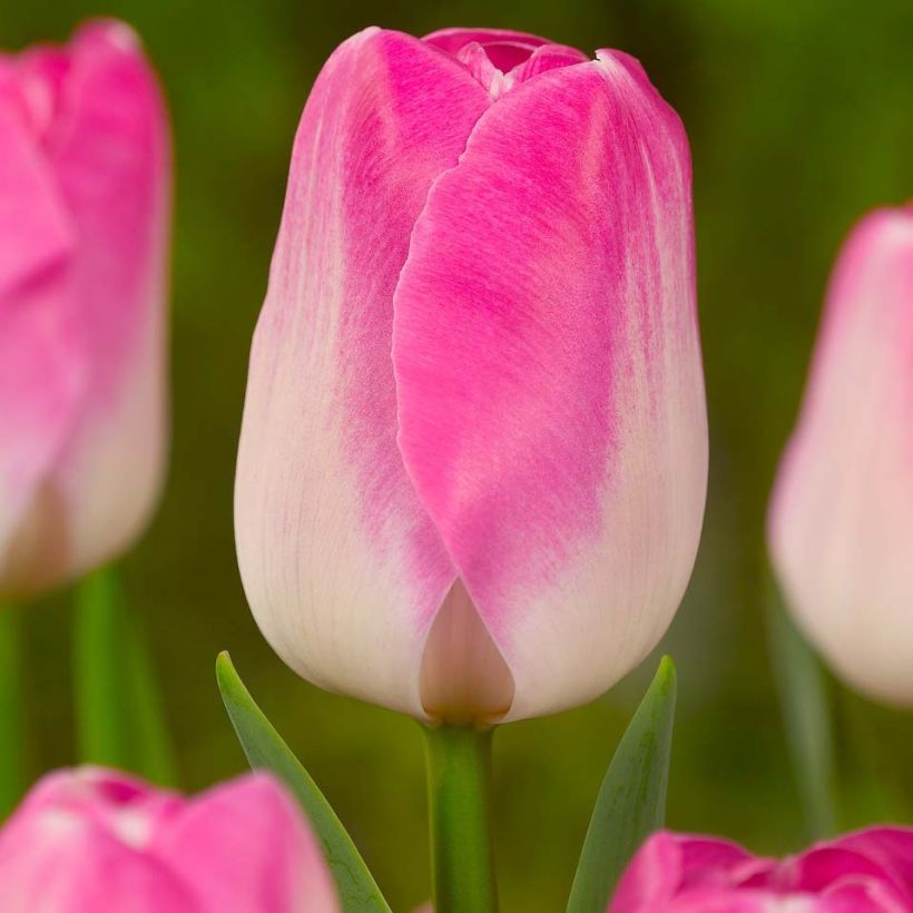 Tulipano Trionfo Innuendo (Fioritura)